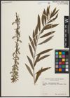 Foto von Salix petiolaris Sm.
